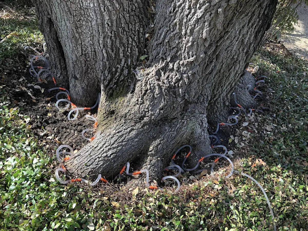 Detailed Tree Cabling and Bracing job site in Seiad Valley